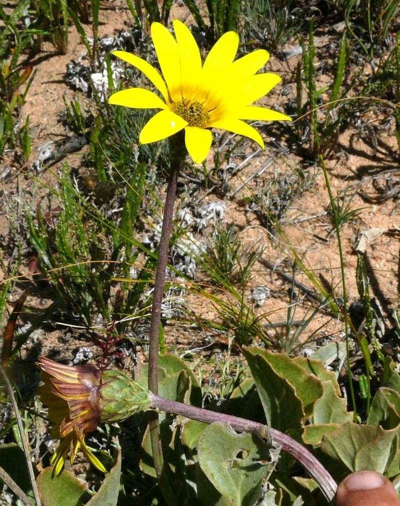 Arctotis adpressa photo 8