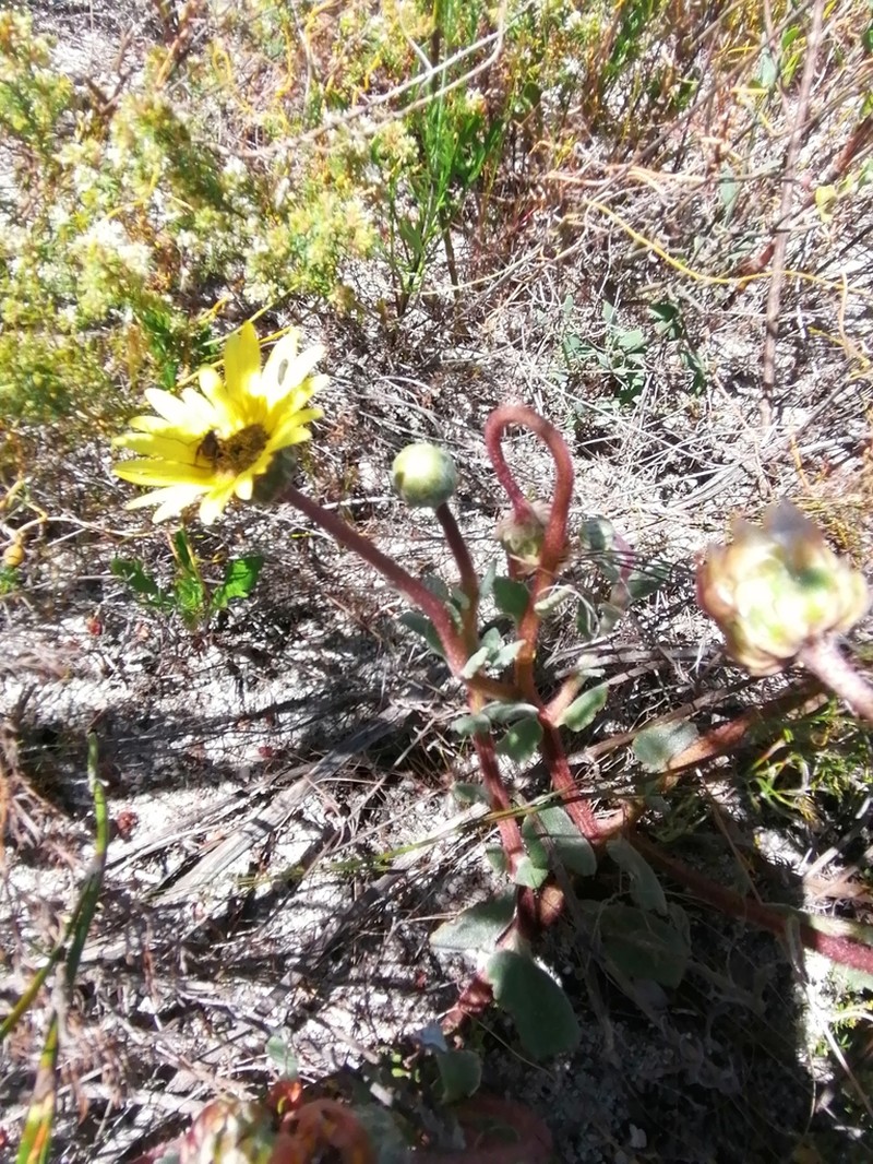 Arctotis angustifolia