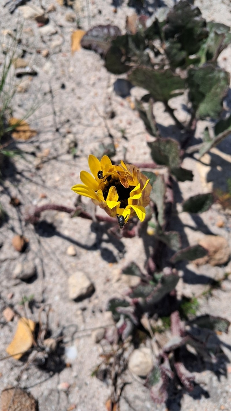 Arctotis angustifolia photo 2