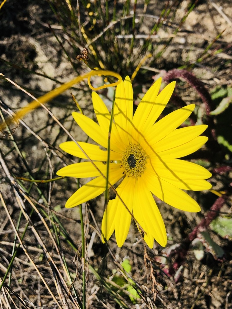 Arctotis angustifolia photo 3