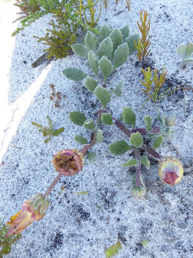 Arctotis angustifolia photo 4