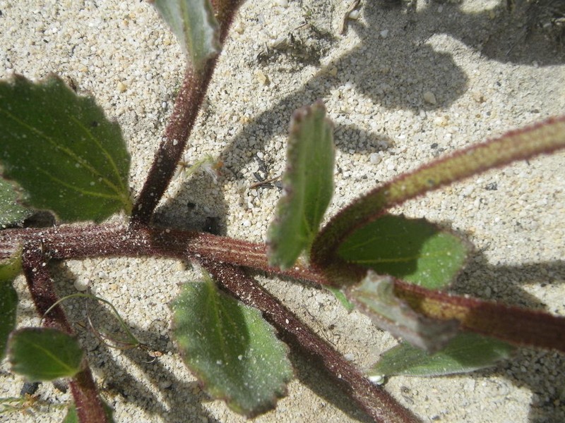 Arctotis angustifolia photo 5