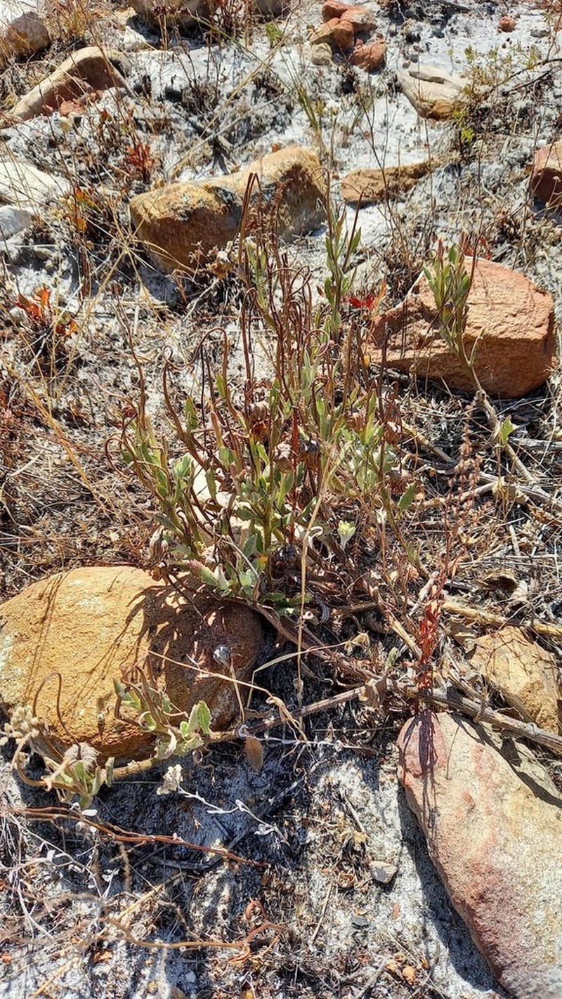 Arctotis angustifolia photo 6