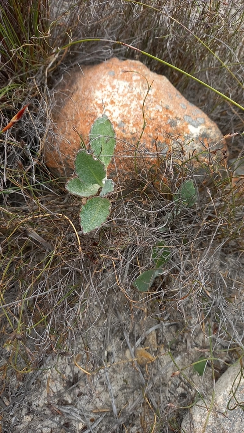 Arctotis angustifolia photo 7