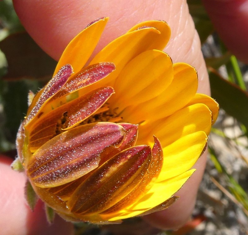 Arctotis angustifolia photo 8