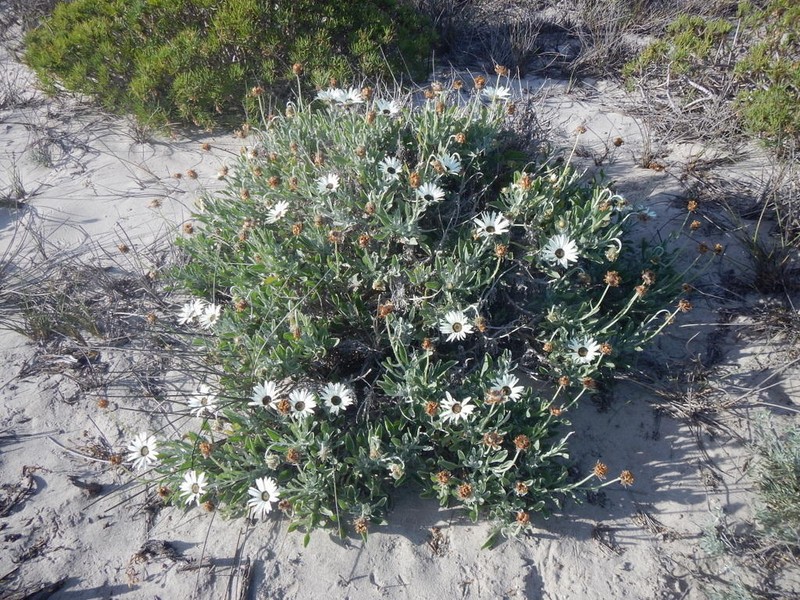 Arctotis anneliseae photo 2
