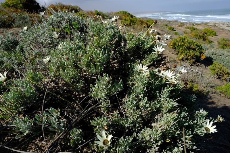 Arctotis anneliseae photo 3
