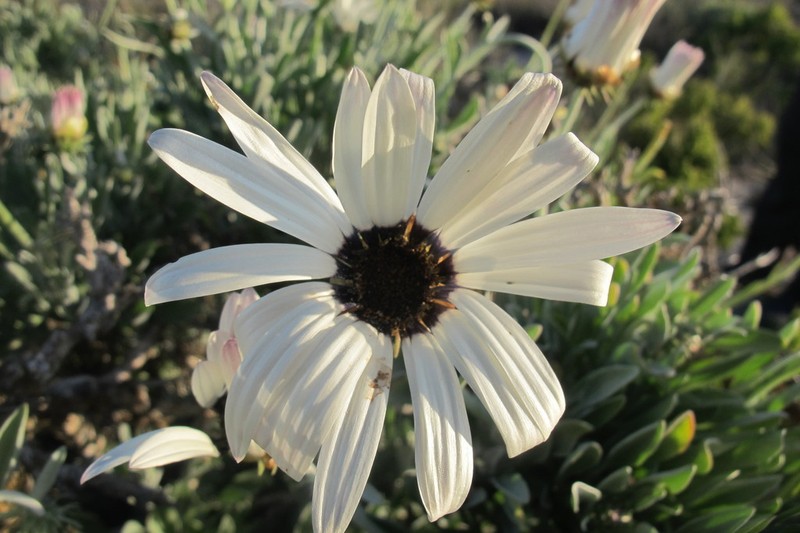 Arctotis anneliseae photo 4