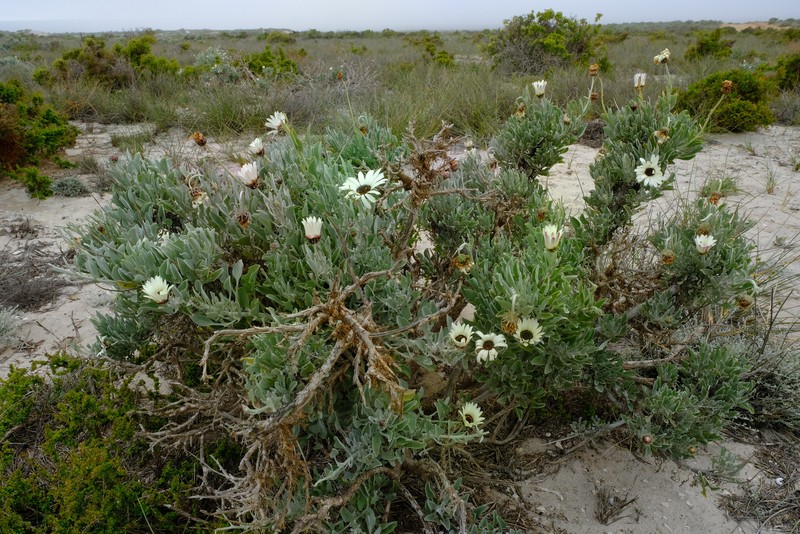 Arctotis anneliseae photo 5