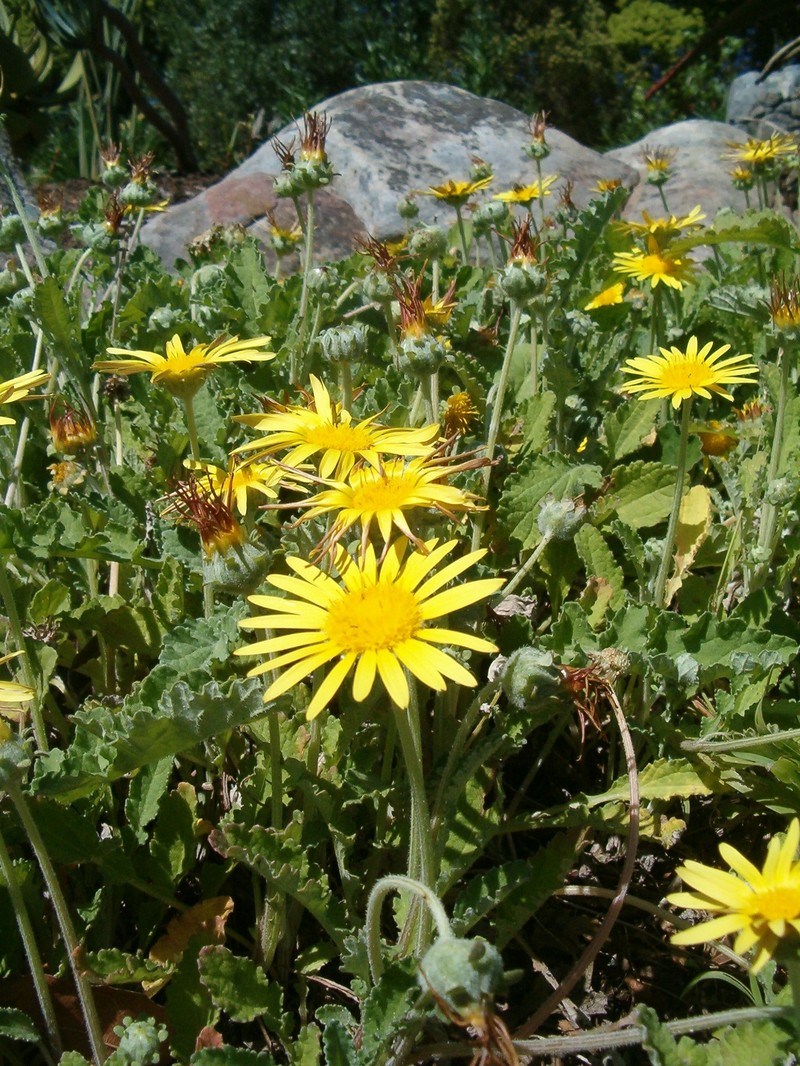 Arctotis arctotoides