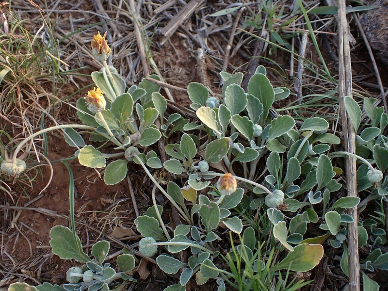 Arctotis arctotoides photo 2