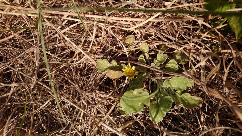 Arctotis arctotoides photo 3