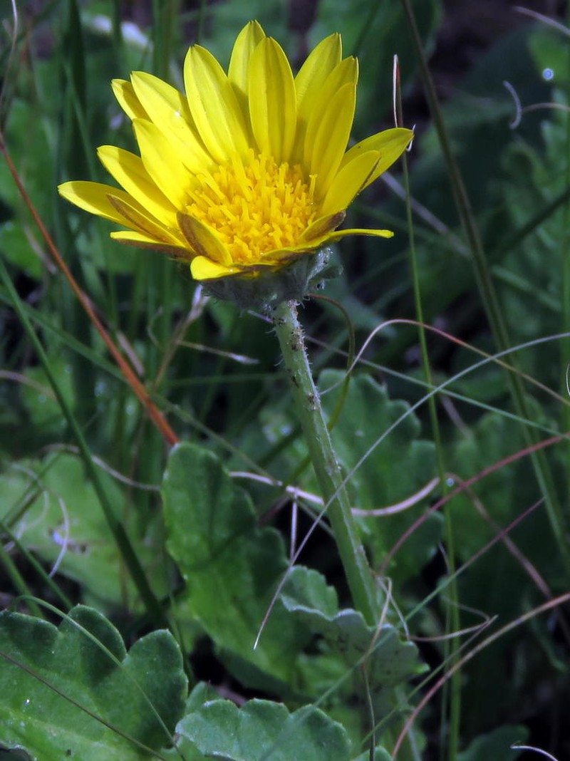 Arctotis arctotoides photo 4