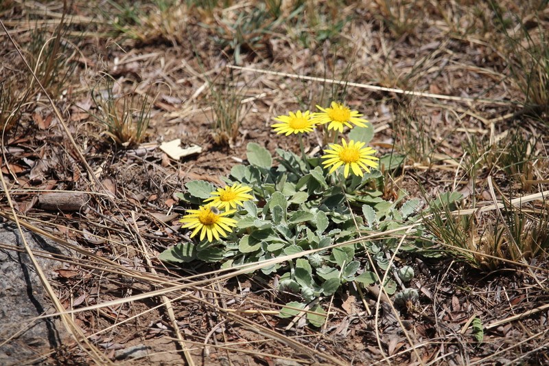 Arctotis arctotoides photo 5