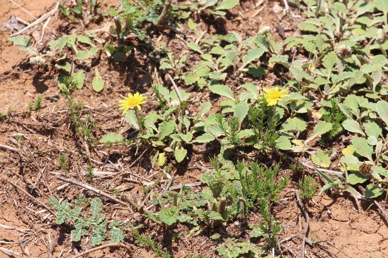 Arctotis arctotoides photo 7