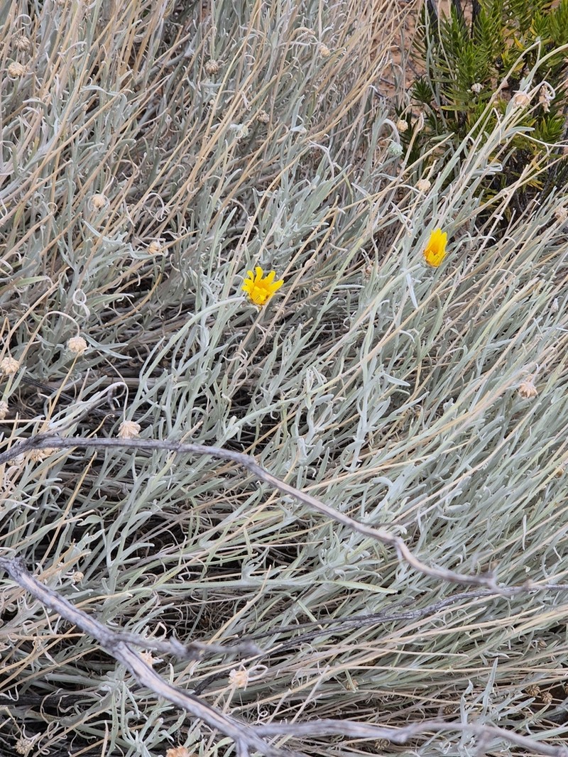 Arctotis argentea