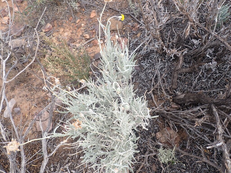 Arctotis argentea photo 2