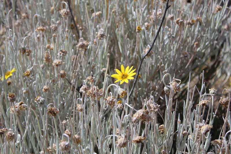 Arctotis argentea photo 5