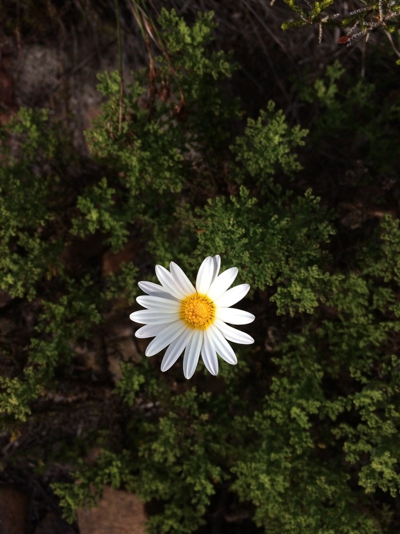 Arctotis aspera