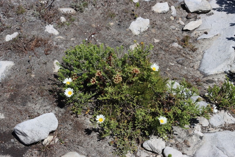 Arctotis aspera photo 2
