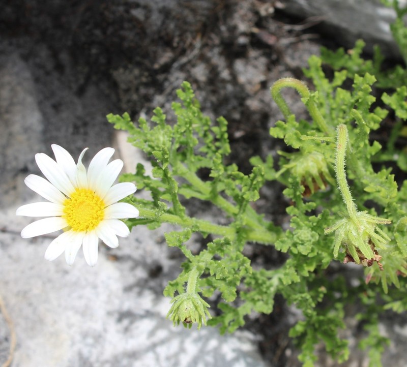 Arctotis aspera photo 3