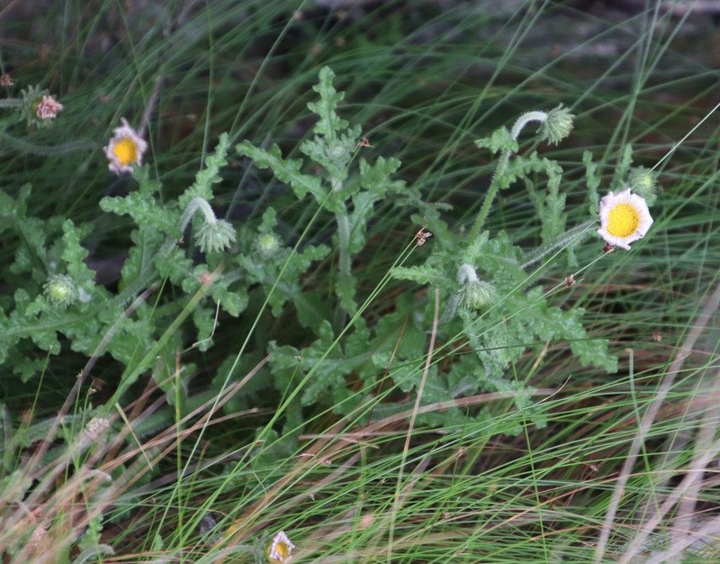 Arctotis aspera photo 4