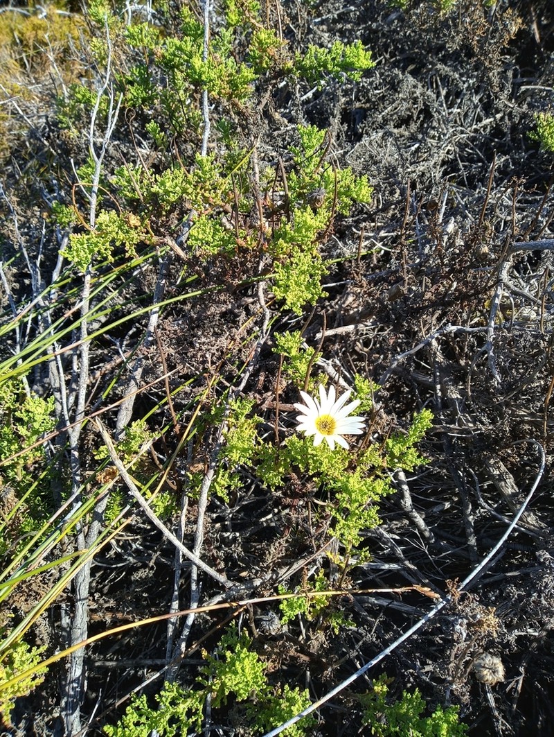 Arctotis aspera photo 5