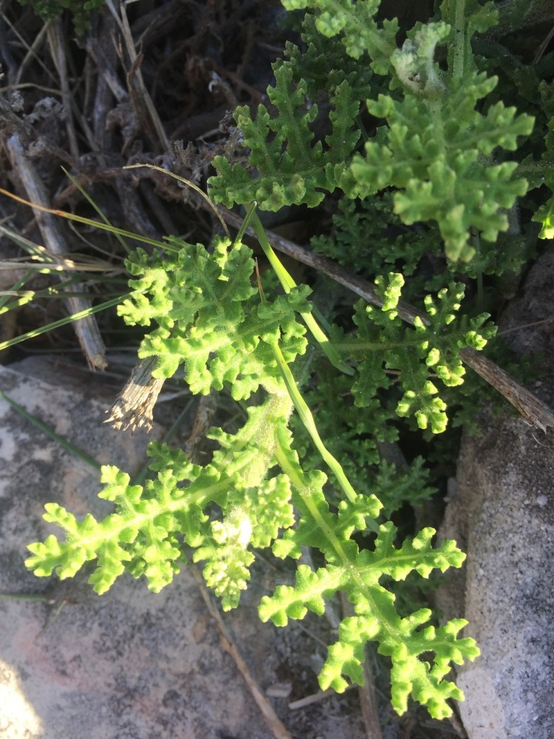 Arctotis aspera photo 6