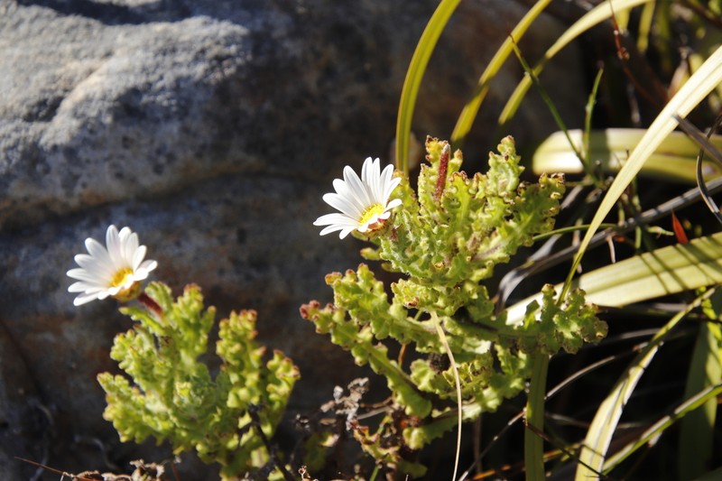 Arctotis aspera photo 7