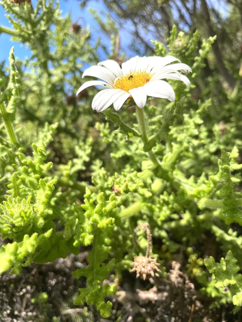 Arctotis aspera photo 8