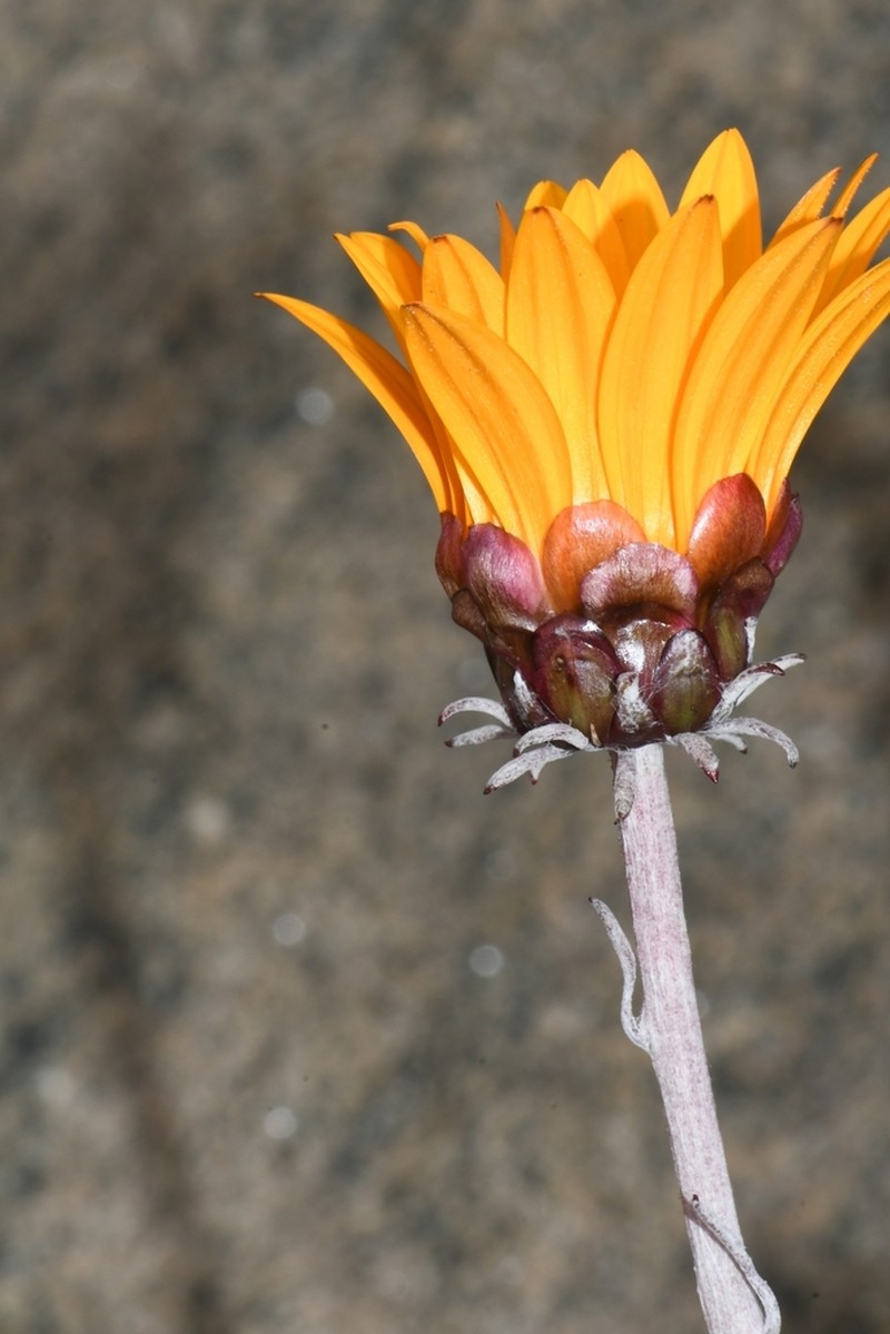 Arctotis auriculata
