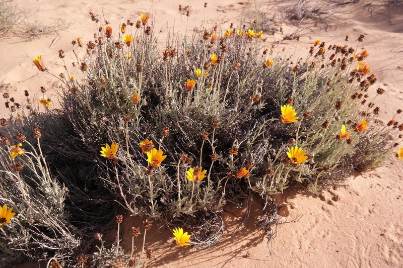 Arctotis auriculata photo 2