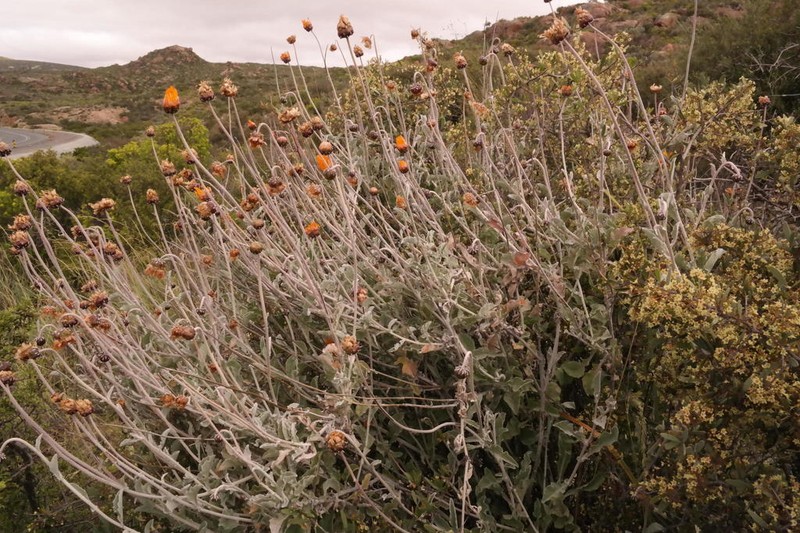 Arctotis auriculata photo 3