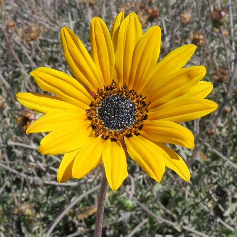 Arctotis auriculata photo 6