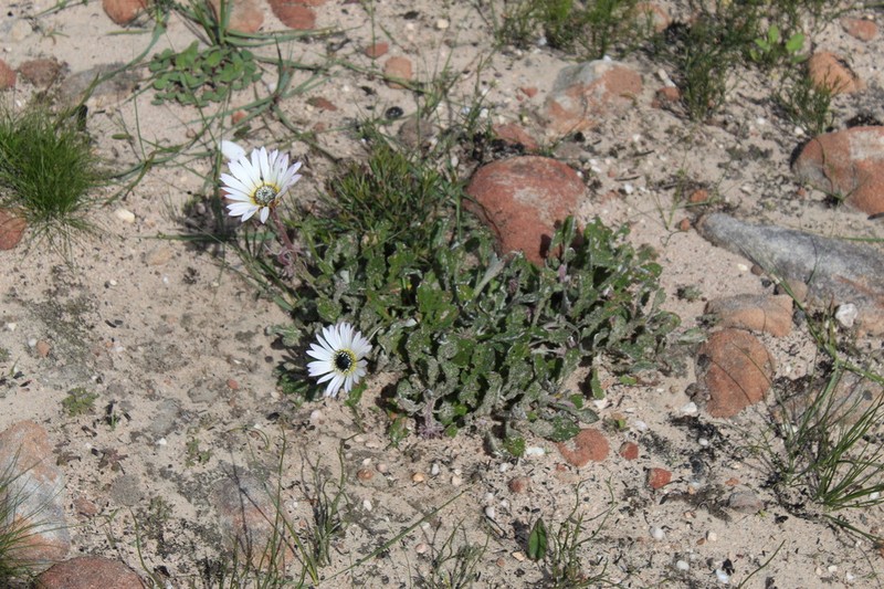 Arctotis bellidifolia photo 3
