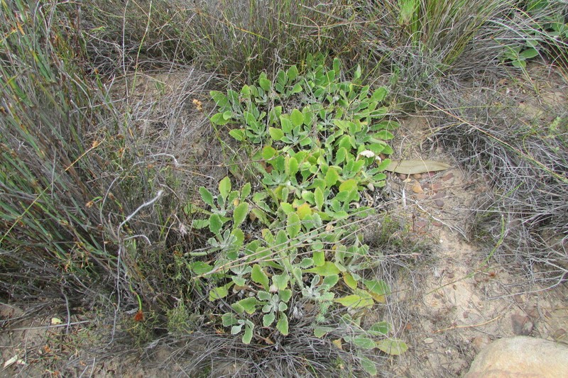 Arctotis bellidifolia photo 4