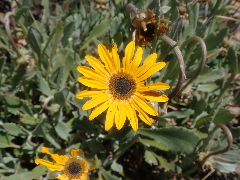 Arctotis bellidifolia photo 6