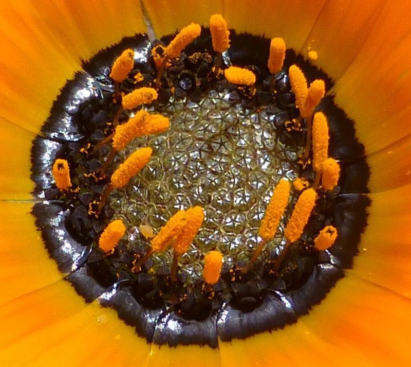 Arctotis breviscapa
