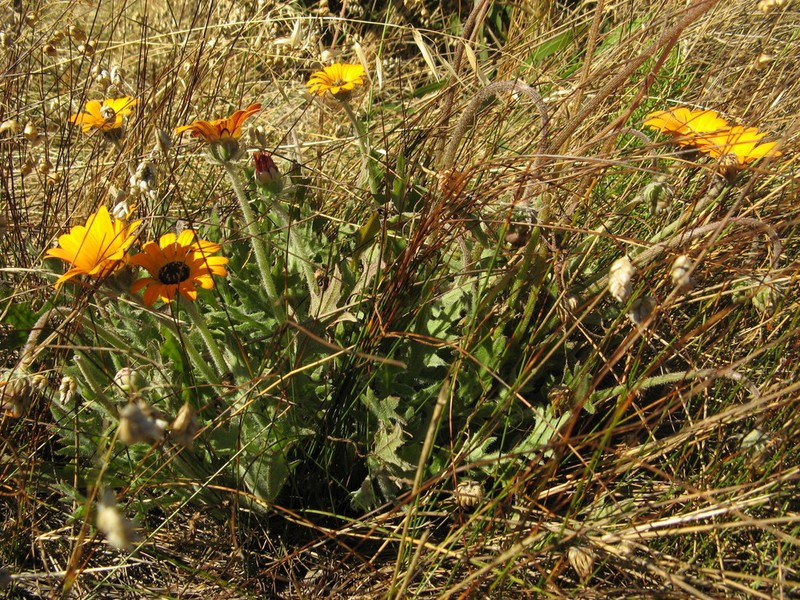 Arctotis breviscapa photo 5