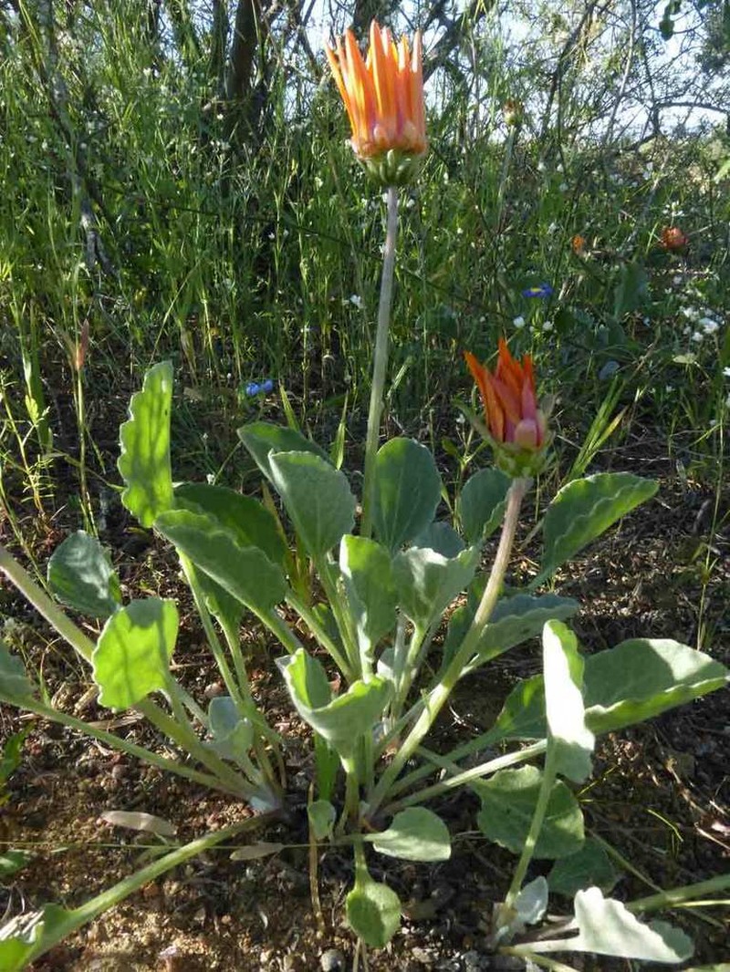 Arctotis campanulata