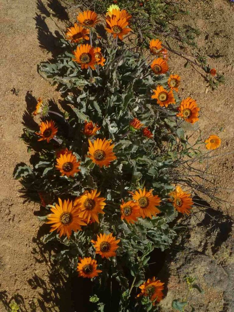 Arctotis campanulata photo 2