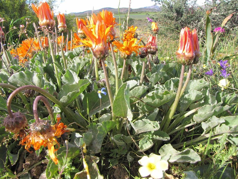 Arctotis campanulata photo 4