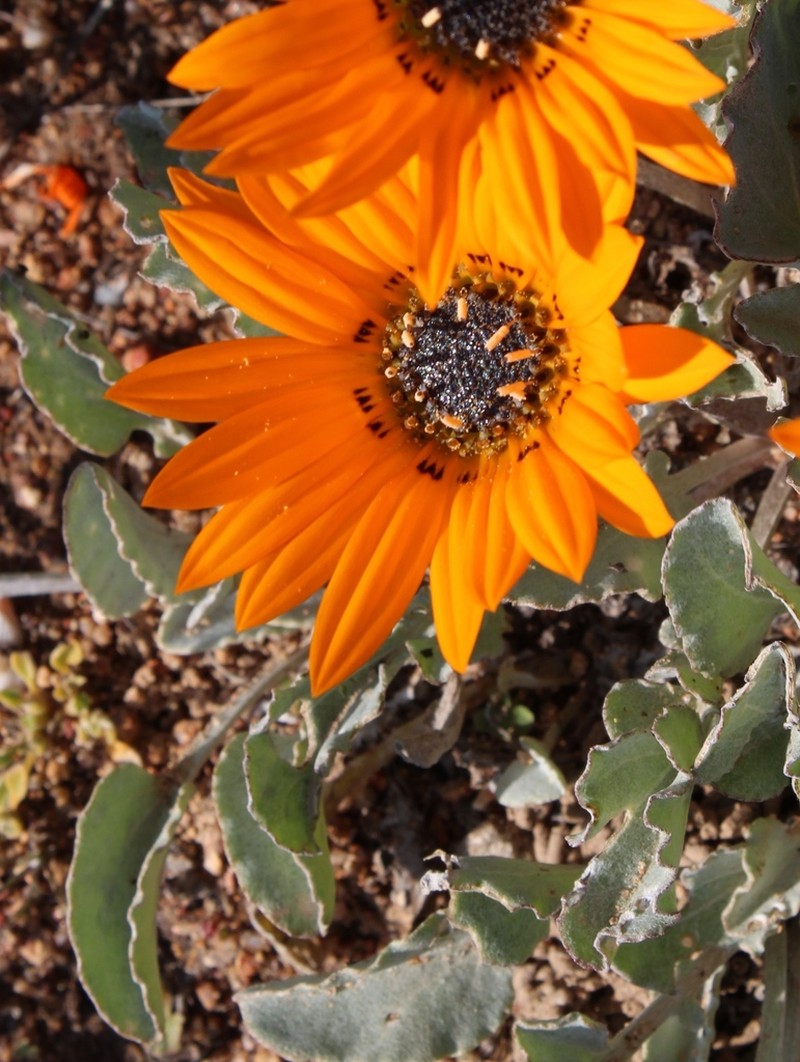Arctotis campanulata photo 5