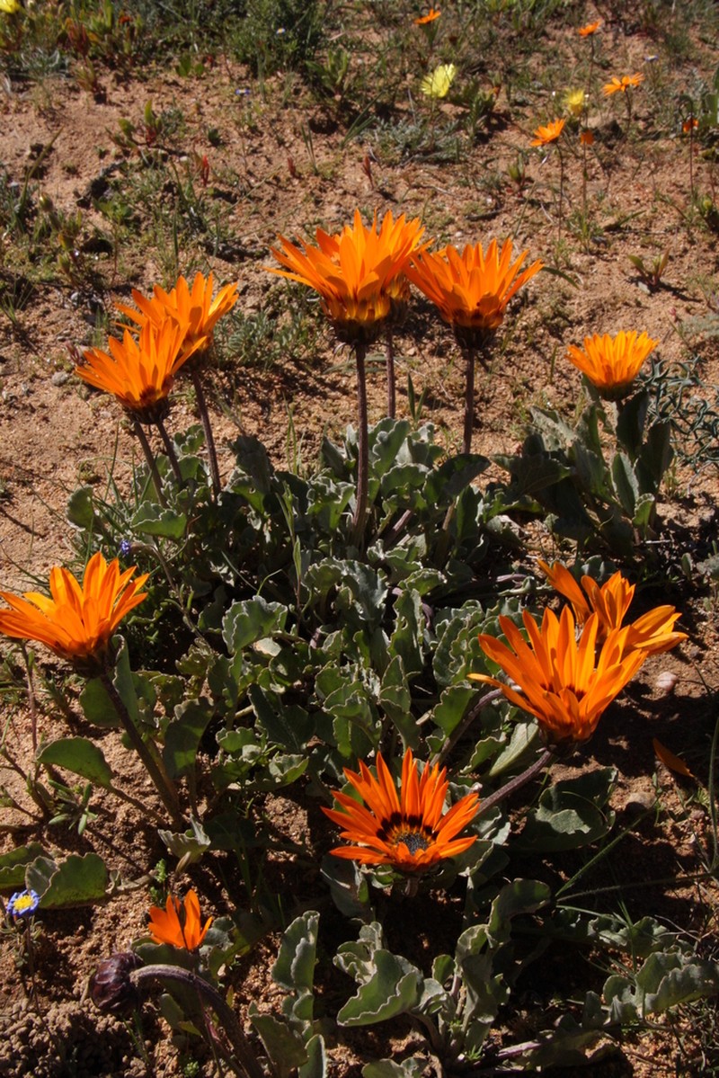 Arctotis campanulata photo 7
