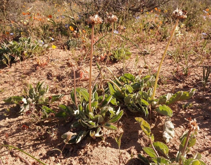 Arctotis campanulata photo 8