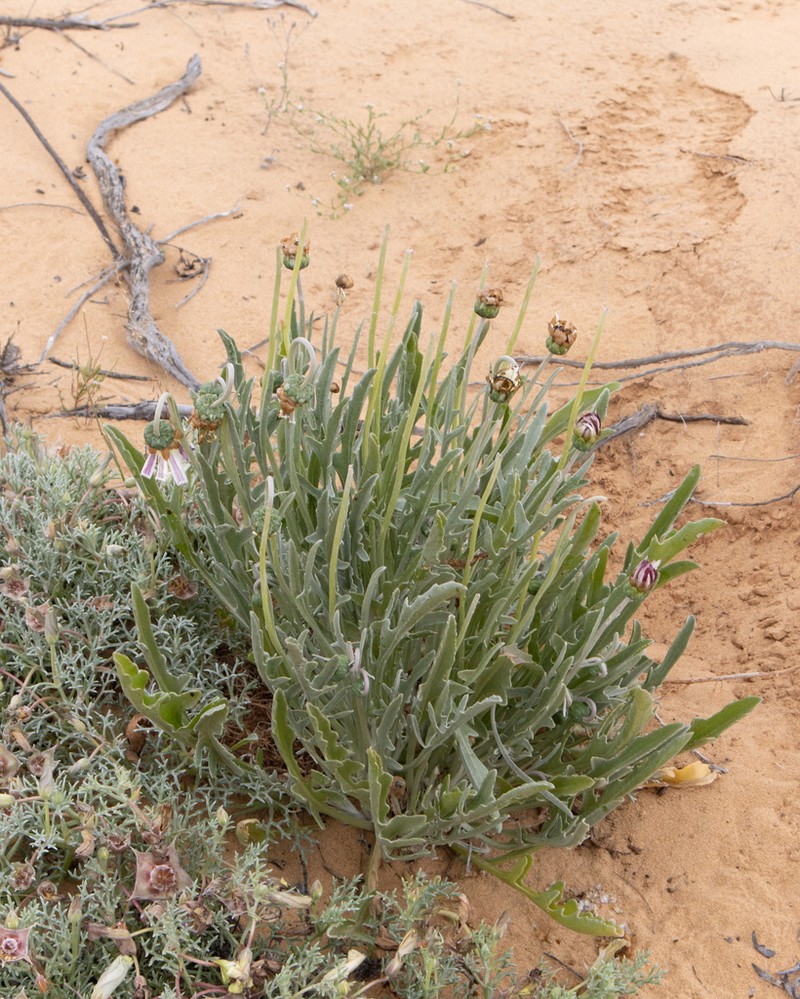 Arctotis canaliculata