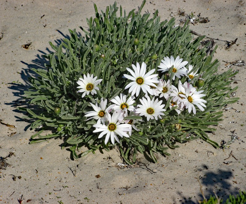 Arctotis canaliculata photo 2