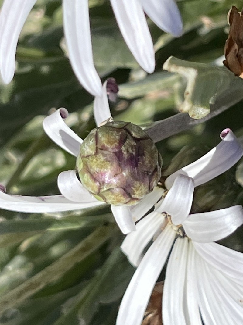 Arctotis canaliculata photo 3
