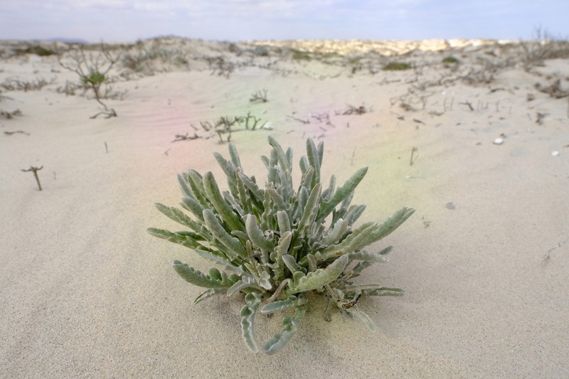 Arctotis canaliculata photo 4