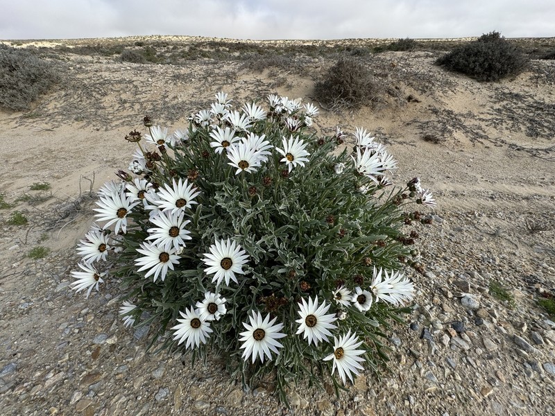 Arctotis canaliculata photo 5